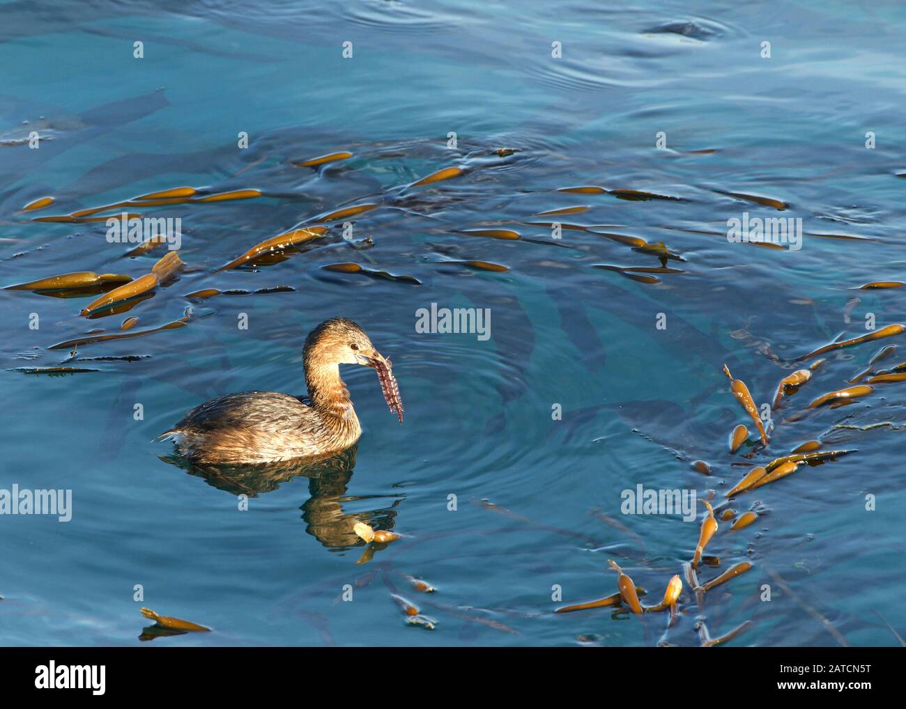 Pied Facturé Grebe nager dans l'eau calme manger. Le grèbe à la facture pigée se trouve principalement dans les étangs des Amériques Banque D'Images