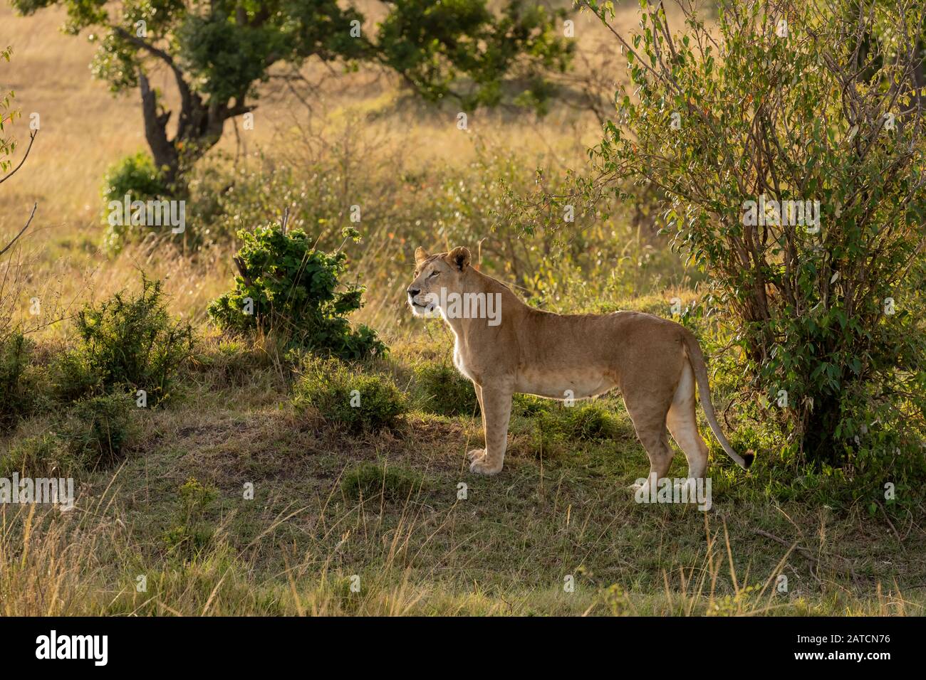 Lion Africain (Panthera Leo) À Mara North Conservancy, Kenya Banque D'Images
