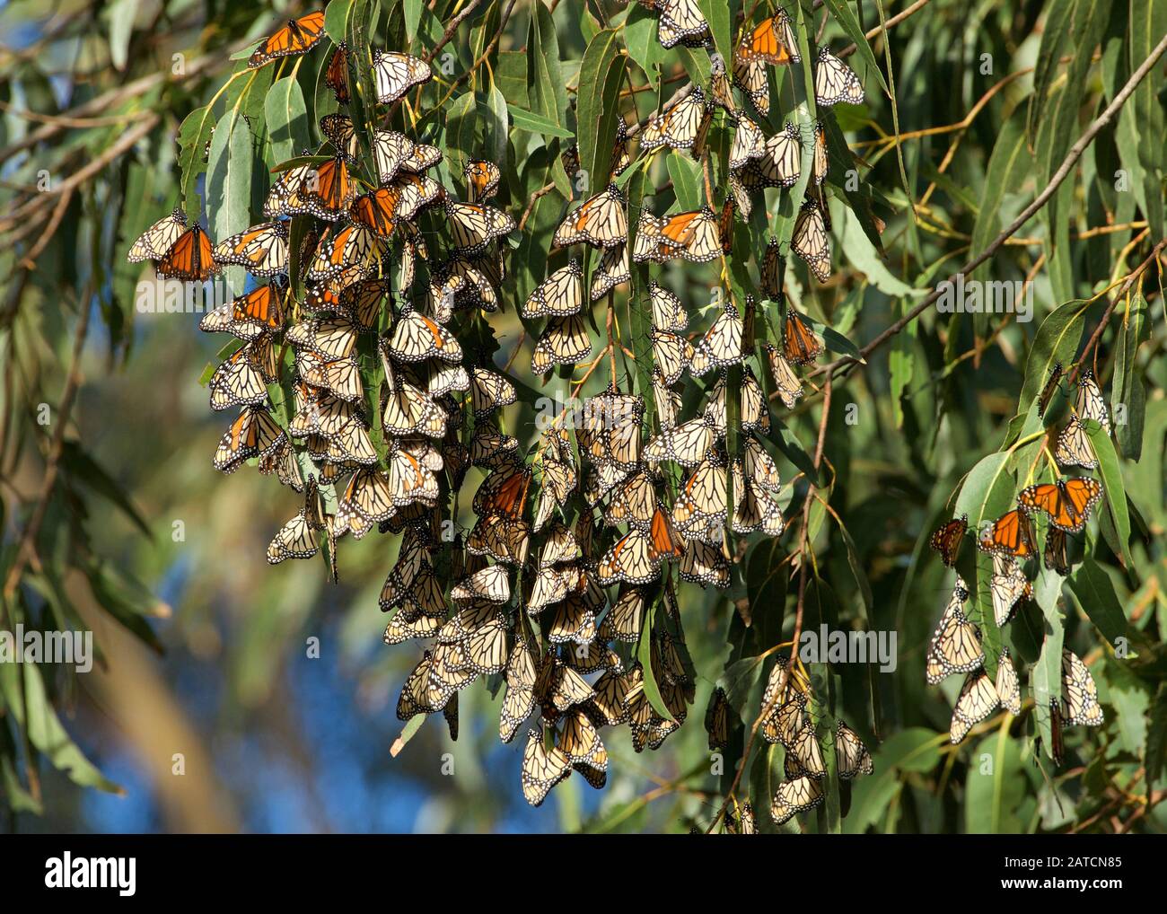 Monarch Butterflies dans un arbre à eucalyptus. Le papillon monarque ...