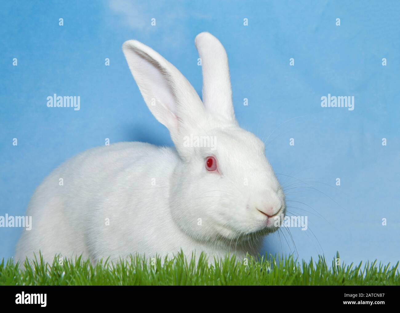 Lapin blanc d'albino assis dans l'herbe verte regardant les spectateurs droit, ciel bleu d'arrière-plan avec des nuages. Banque D'Images