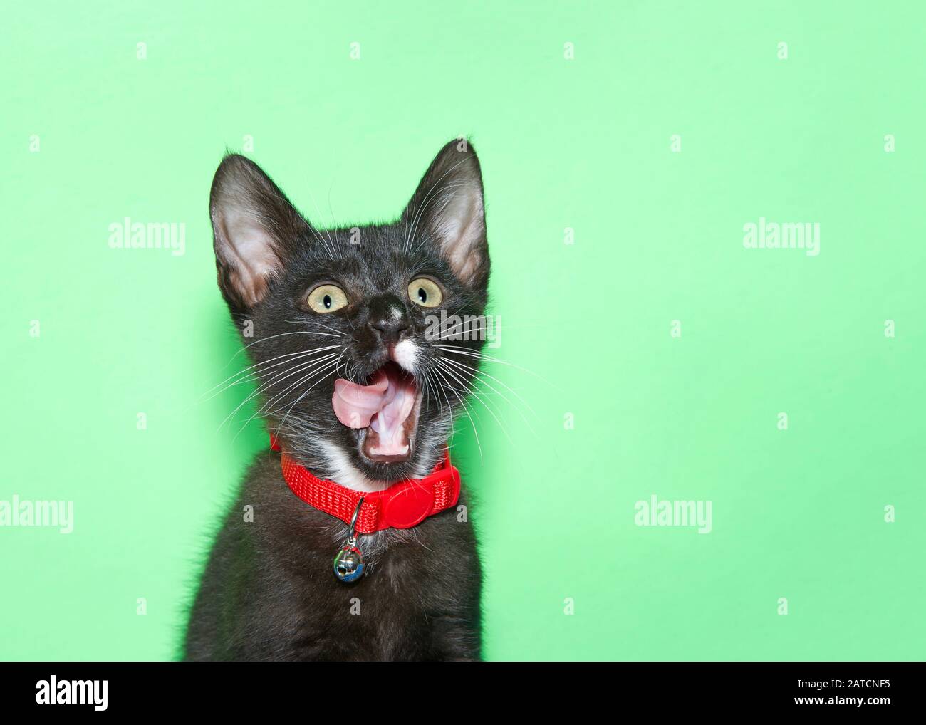 Gros plan portrait d'un adorable chaton noir aux yeux verts portant un collier rouge avec une cloche regardant les spectateurs droit, la bouche ouverte langue s'écartant. Banque D'Images