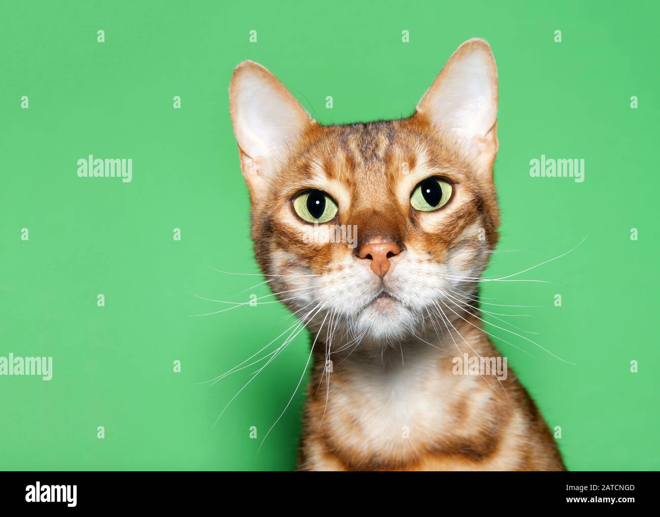 Gros plan portrait d'un adorable chat bBengale orange et brun regardant le spectateur avec une expression curieuse. Arrière-plan vert avec espace de copie. Banque D'Images