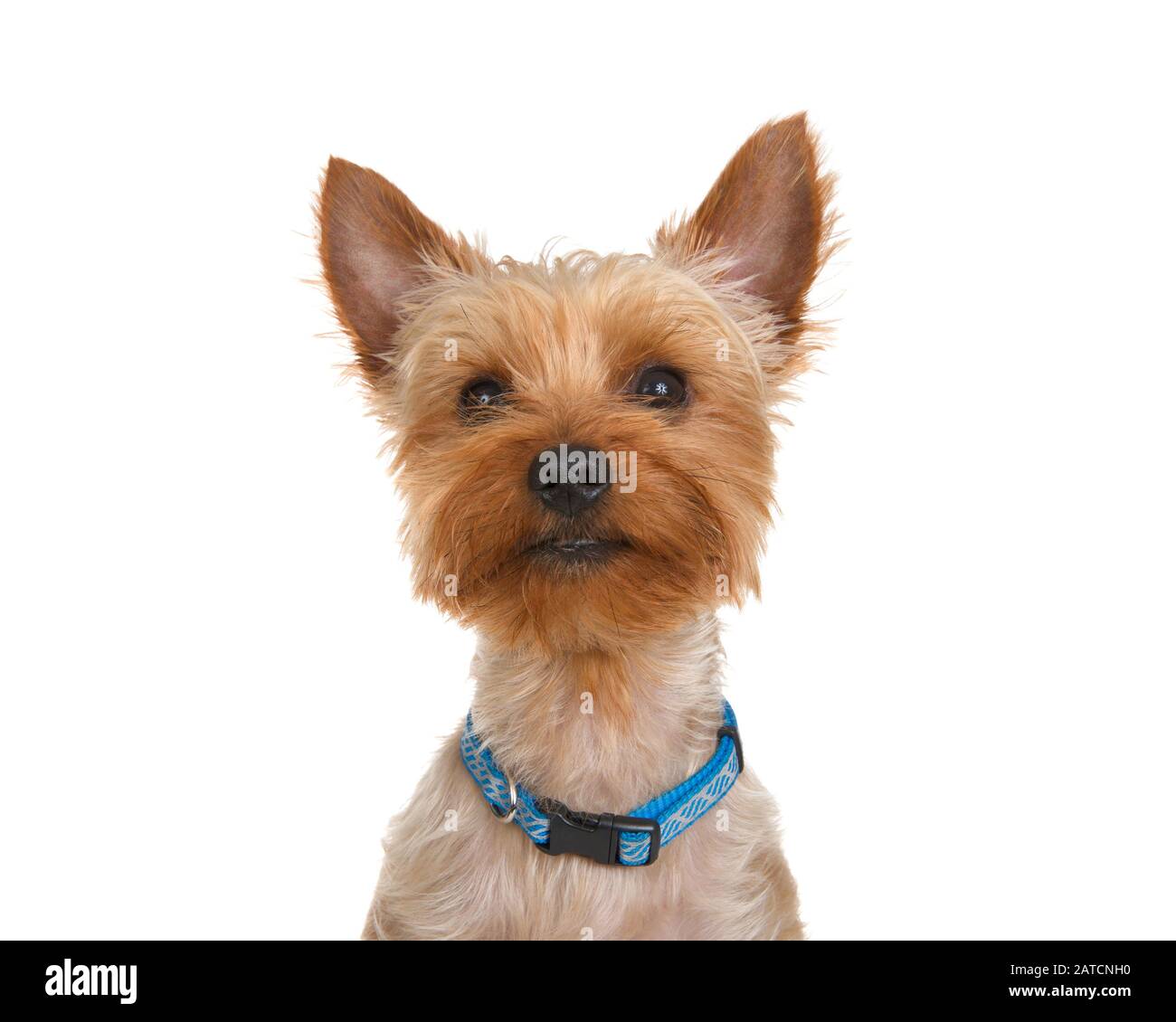 Portrait d'un adorable Yorkshire Terrier portant un col bleu générique regardant directement le spectateur. Isolé sur fond blanc. Banque D'Images