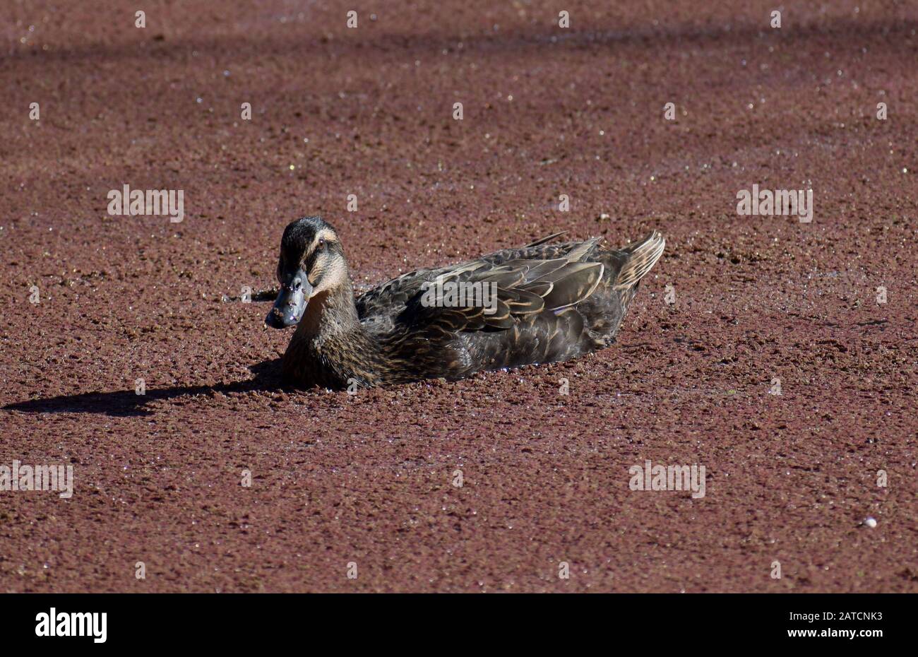 Un canard malard femelle (Anas platyrhynchos) nage à la surface de Watsonville Slough, à travers une couche de fern de moustiques mexicains (Azolla mexicana). Banque D'Images