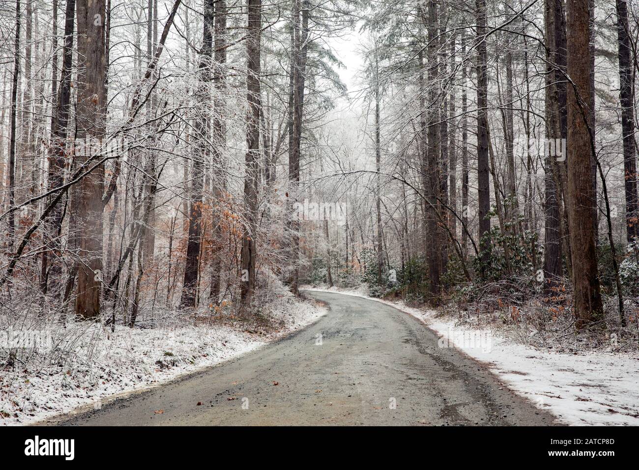 Route forestière en hiver - Pisgah National Forest, près de Brevard, Caroline du Nord, États-Unis Banque D'Images