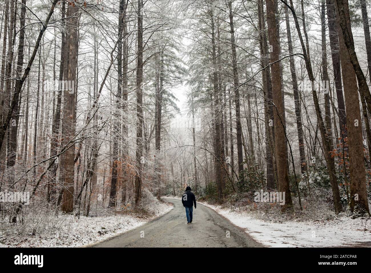 Personne marchant sur la route forestière en hiver - Pisgah National Forest, près de Brevard, Caroline du Nord, États-Unis Banque D'Images