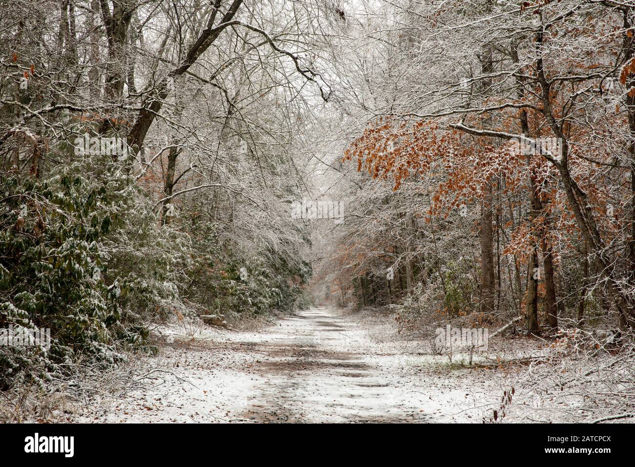 Sentier enneigé dans la forêt nationale de Pisgah, près de Brevard, Caroline du Nord, États-Unis Banque D'Images
