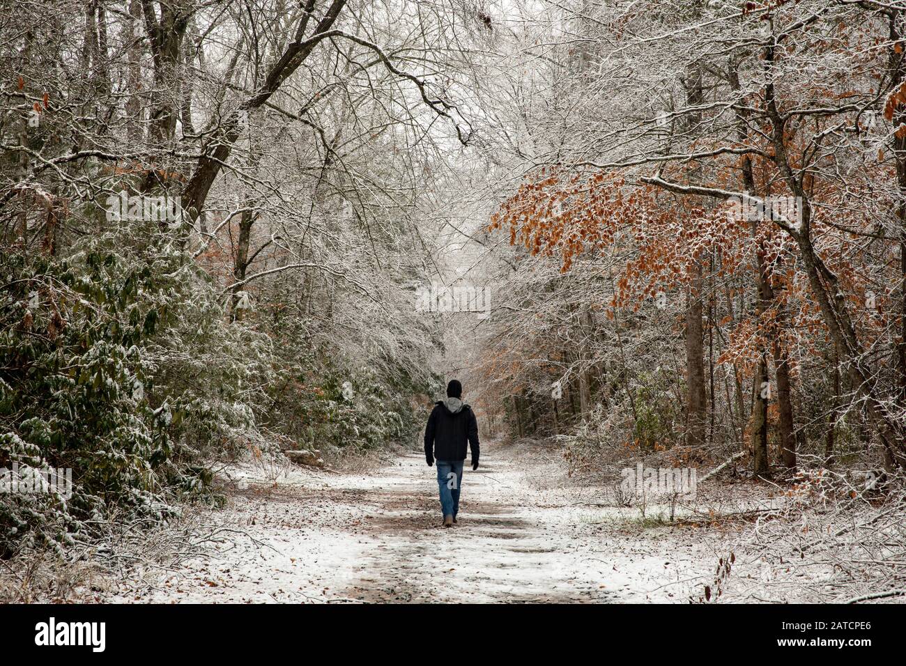 Randonneur sur un sentier enneigé dans la forêt nationale de Pisgah, près de Brevard, Caroline du Nord, États-Unis Banque D'Images