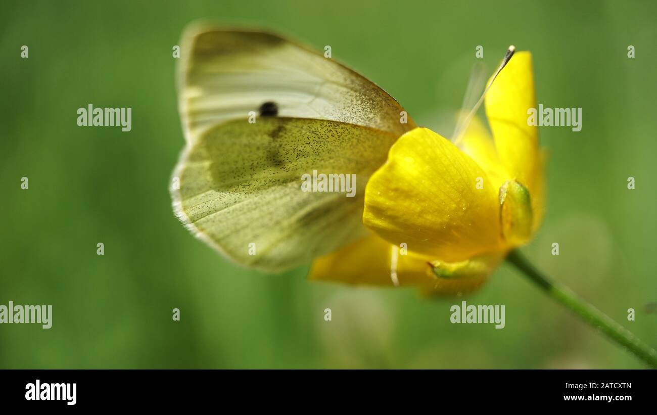 Gros plan d'un papillon assis sur une fleur jaune Banque D'Images