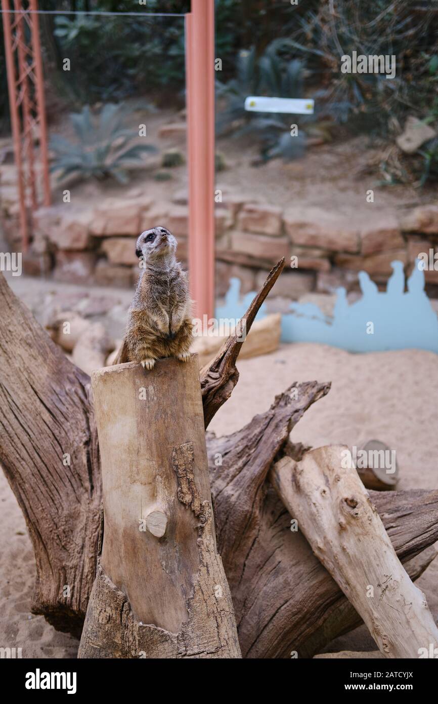 Photo verticale d'un mignon meerkat assis sur un arbre dans un zoo Banque D'Images
