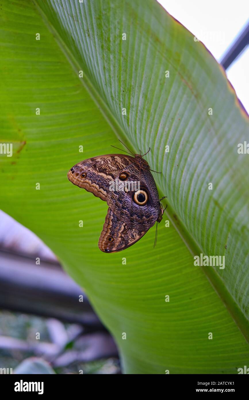 Gros plan d'un beau papillon assis sur une plante feuille Banque D'Images
