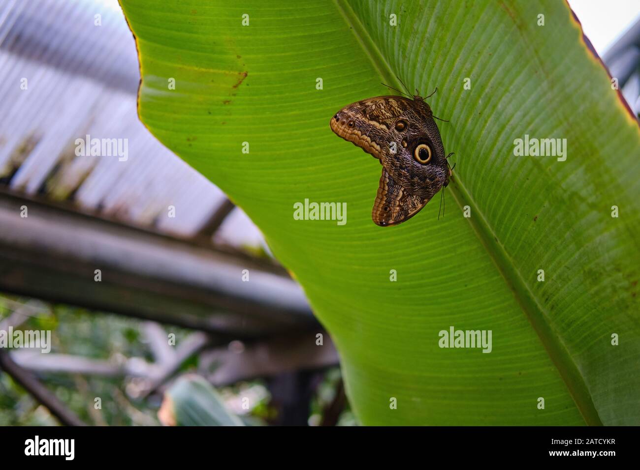 Gros plan d'un beau papillon assis sur une plante feuille Banque D'Images