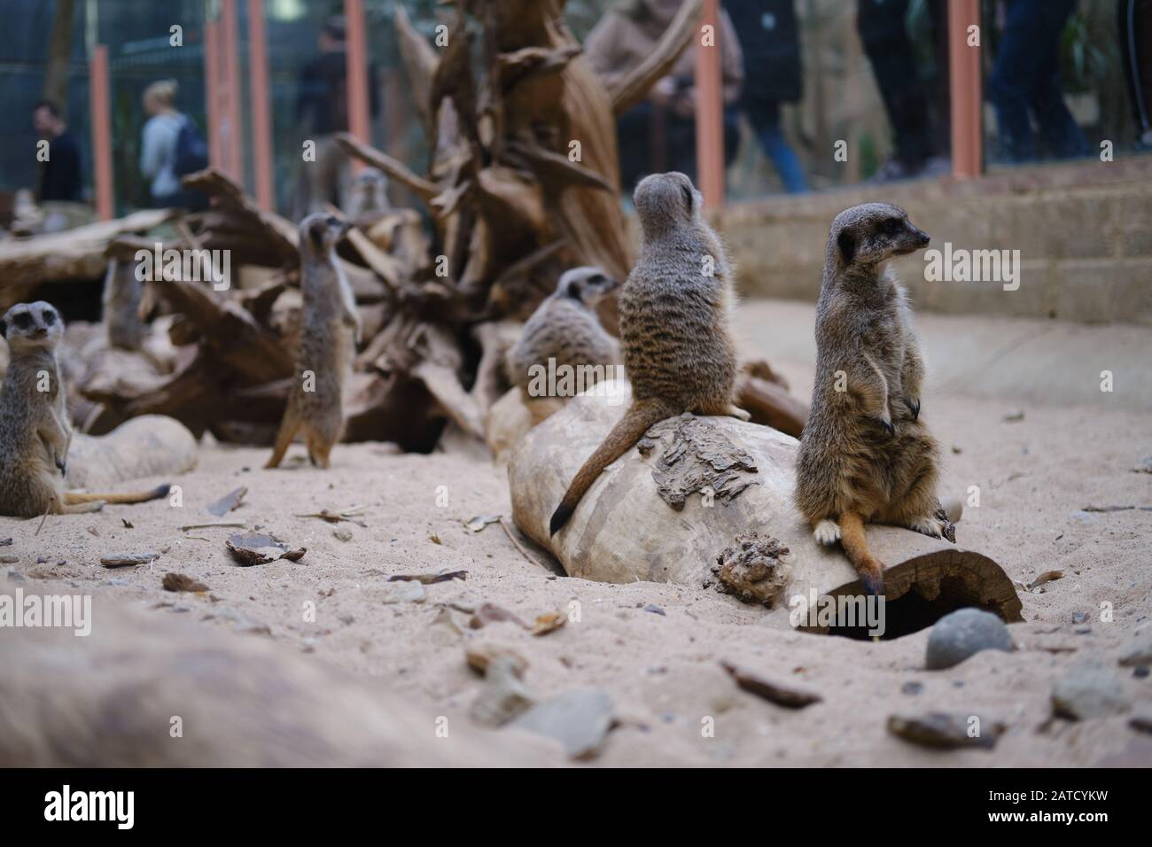 Photo verticale d'un mignon meerkat assis sur un arbre Banque D'Images