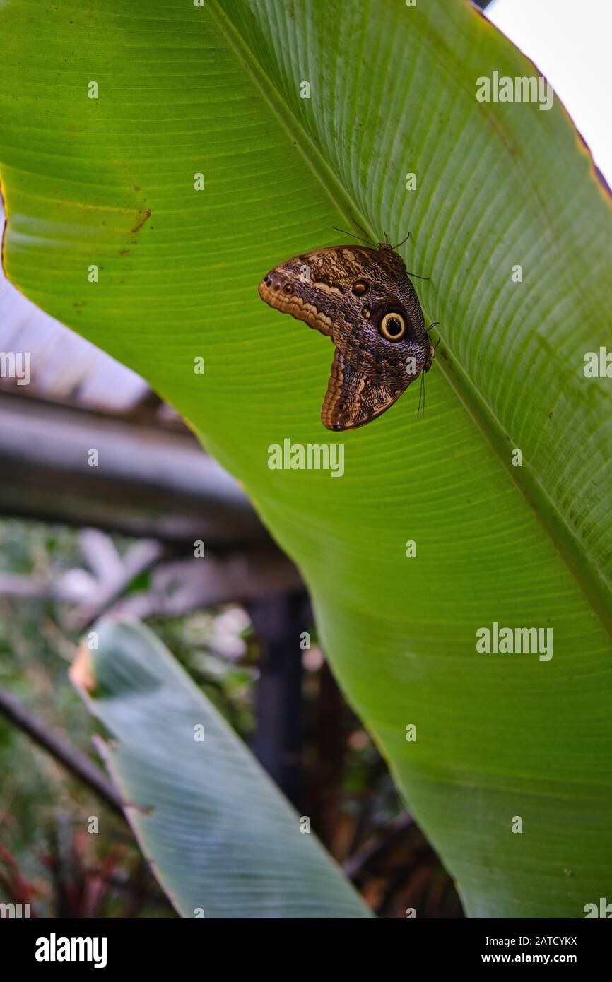 Gros plan d'un beau papillon assis sur une plante feuille Banque D'Images