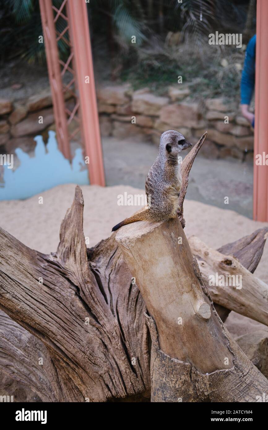 Photo verticale d'un mignon meerkat assis sur un arbre dans un zoo Banque D'Images