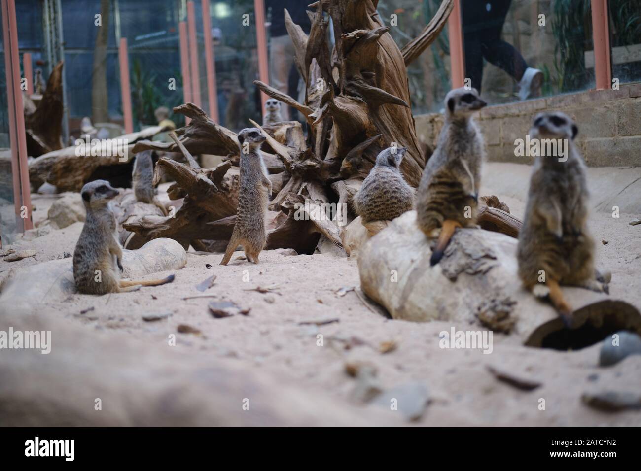 De mierkats mignons assis sur le sable dans le zoo Banque D'Images