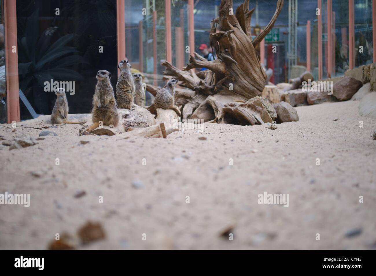 De mierkats mignons assis sur le sable dans le zoo Banque D'Images