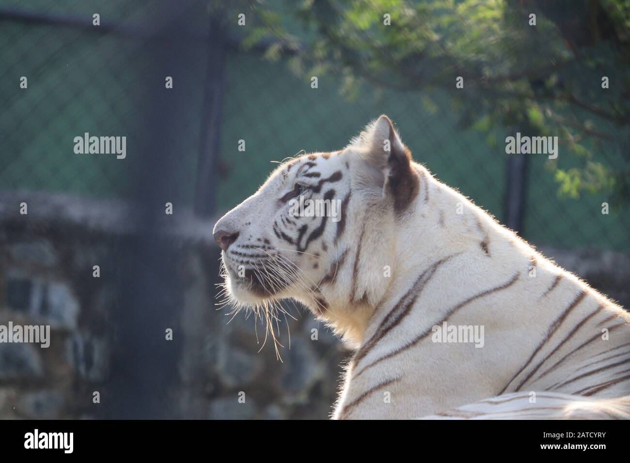Vue latérale Du tigre Adulte Rare à rayures noires et blanches Banque D'Images
