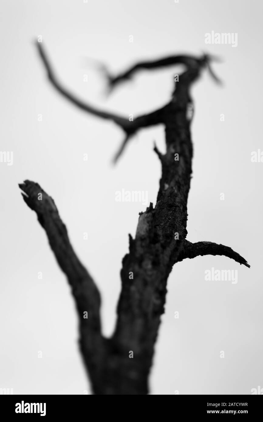 Gros plan en niveaux de gris d'une branche d'arbre sans feuilles sur un arrière-plan flou Banque D'Images