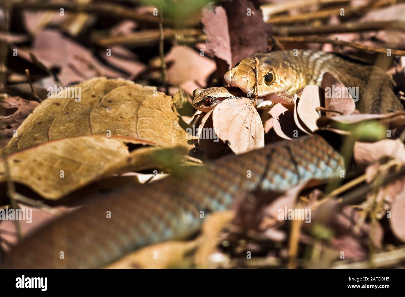 Jeune, mais mort de la couleuvre brune ou mulga se nourrissant sur une grenouille d'arbre dans l'habitat de litière de feuilles du pays du Golfe de L'Extrême-Nord du Queensland en Australie. Banque D'Images