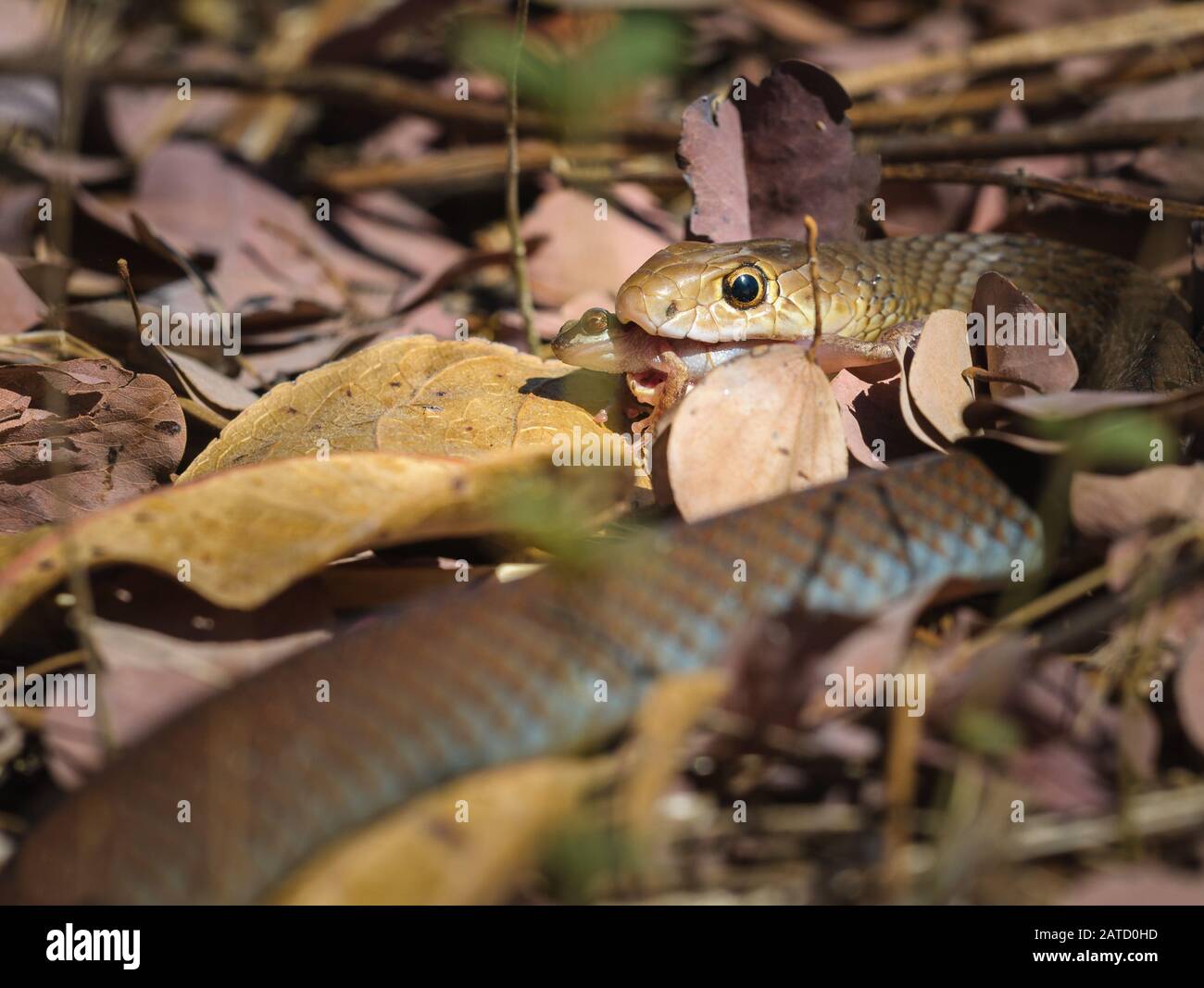 Jeune, mais mort de la couleuvre brune ou mulga se nourrissant sur une grenouille d'arbre dans l'habitat de litière de feuilles du pays du Golfe de L'Extrême-Nord du Queensland en Australie. Banque D'Images