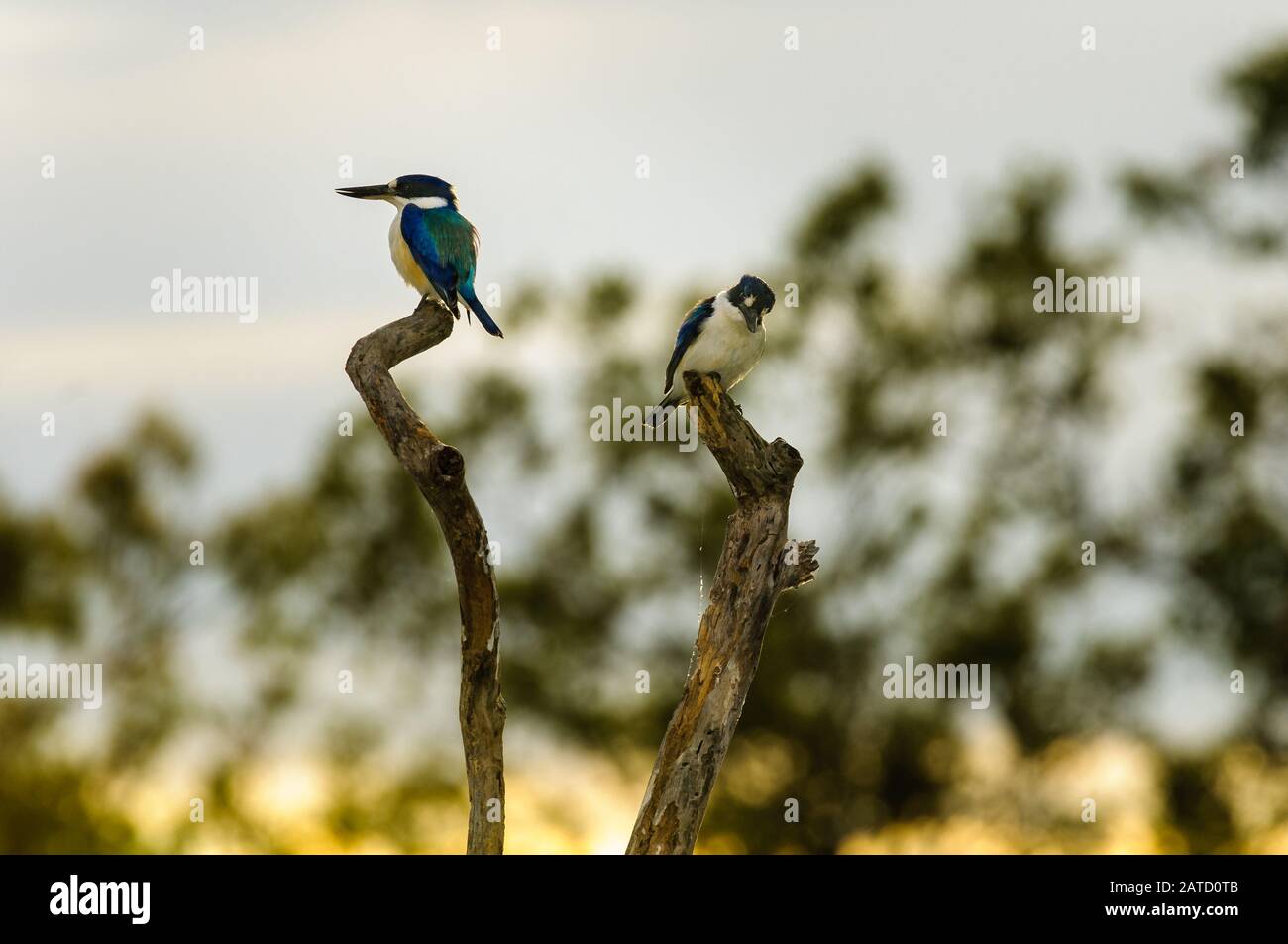 Deux royautiers forestiers perchés sur un arbre mort à la recherche de proies sur un lagon dans le golfe du Queensland en Australie. Banque D'Images