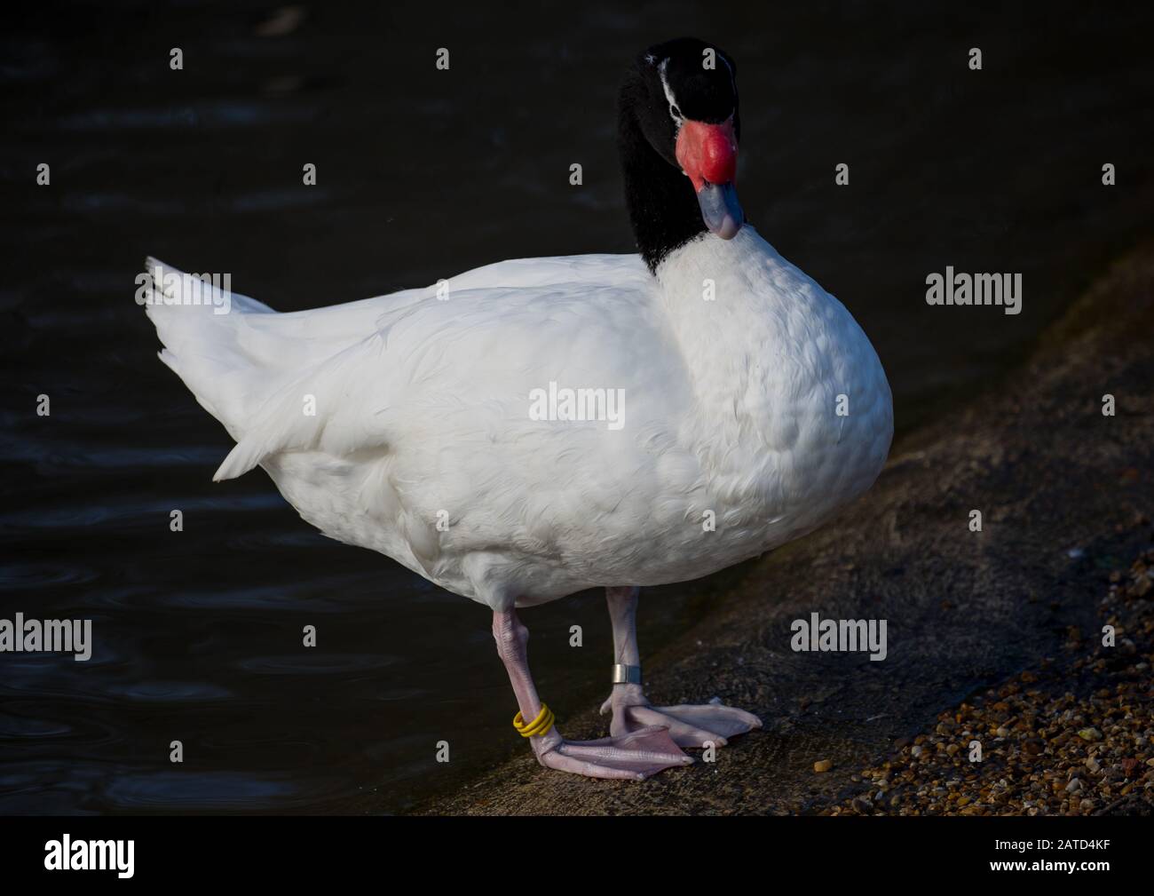 Black necked Swan Banque D'Images