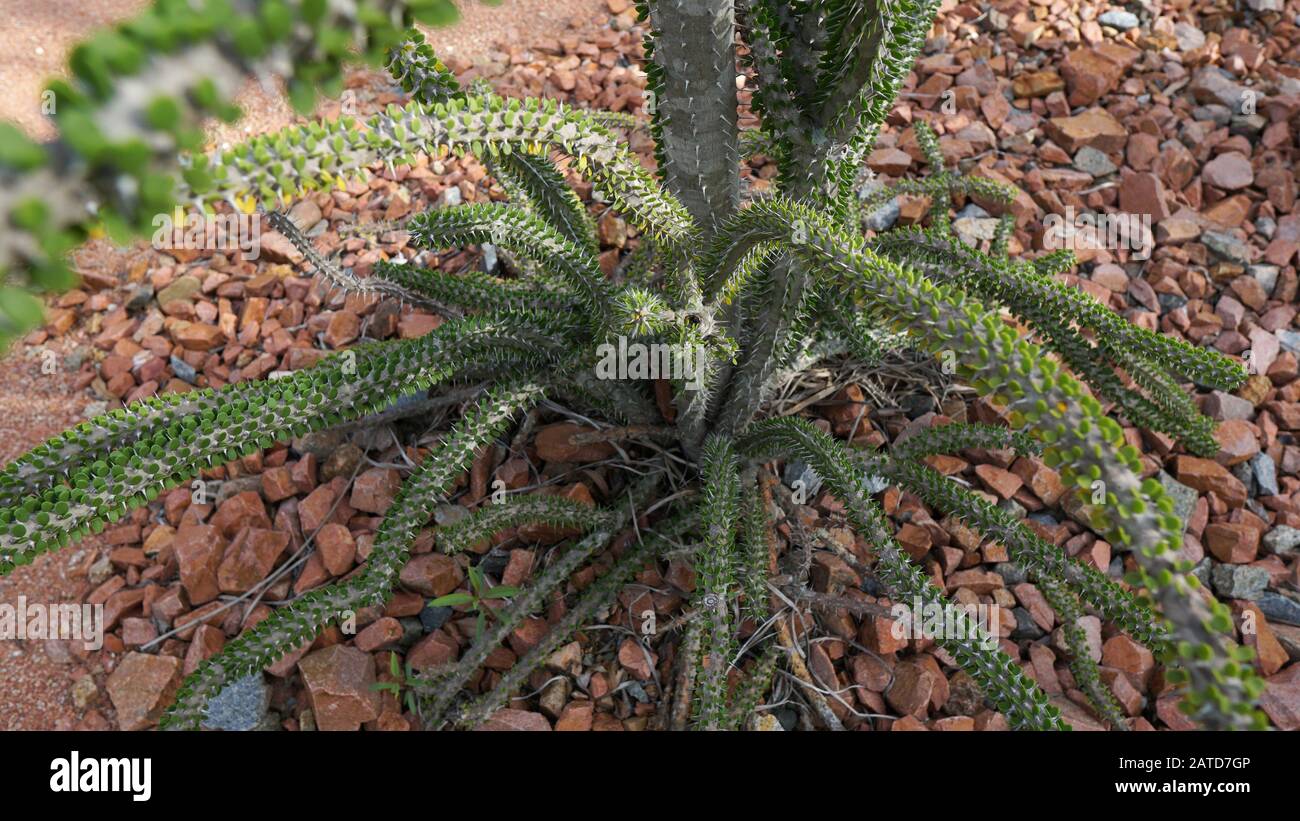 L'alluaudia procera est une espèce de plantes succulentes à feuilles caduques de la famille Didiereaceae. Cette plante a des tiges et des feuilles de stockage d'eau épaisses. Arbre de poulpe Banque D'Images