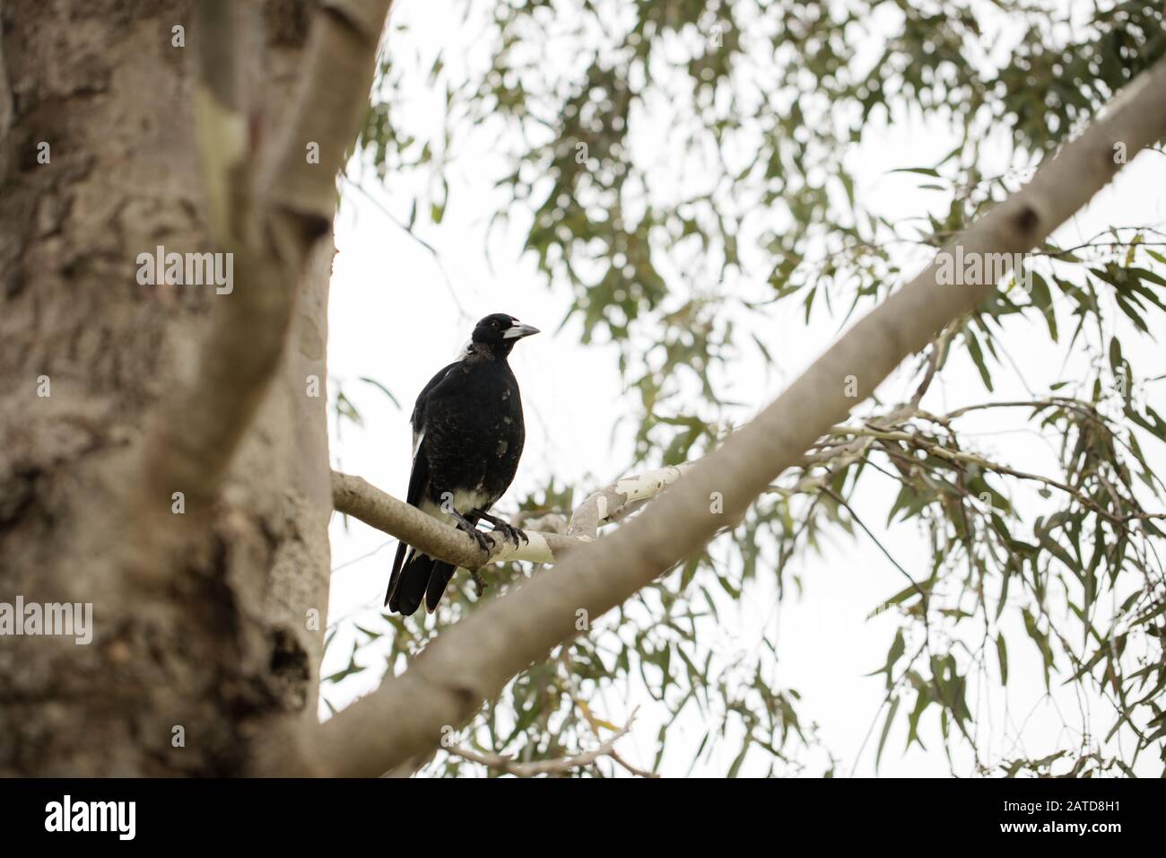 Un jeune magpie australien (Cracticus tibicen) dans un eucalyptus Banque D'Images