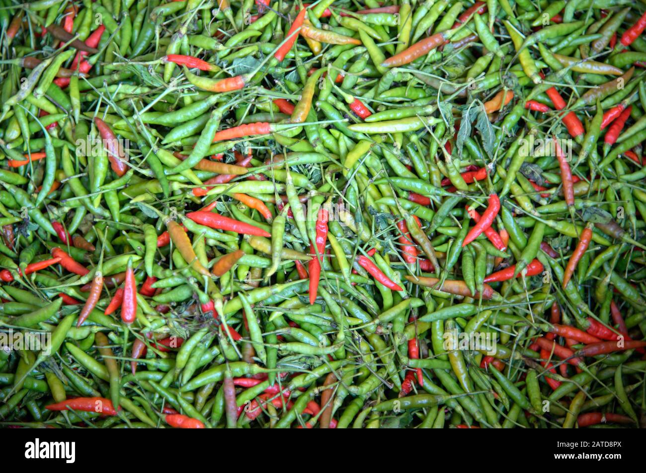 pile de piments verts et rouges frais sur le marché thaïlandais Banque D'Images