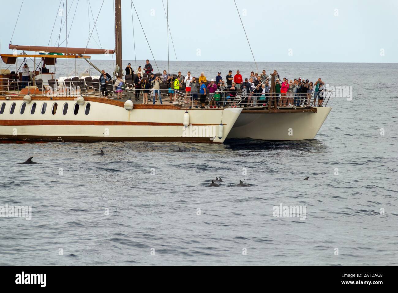 Touristes sur un grand catamaran en regardant les dauphins Banque D'Images