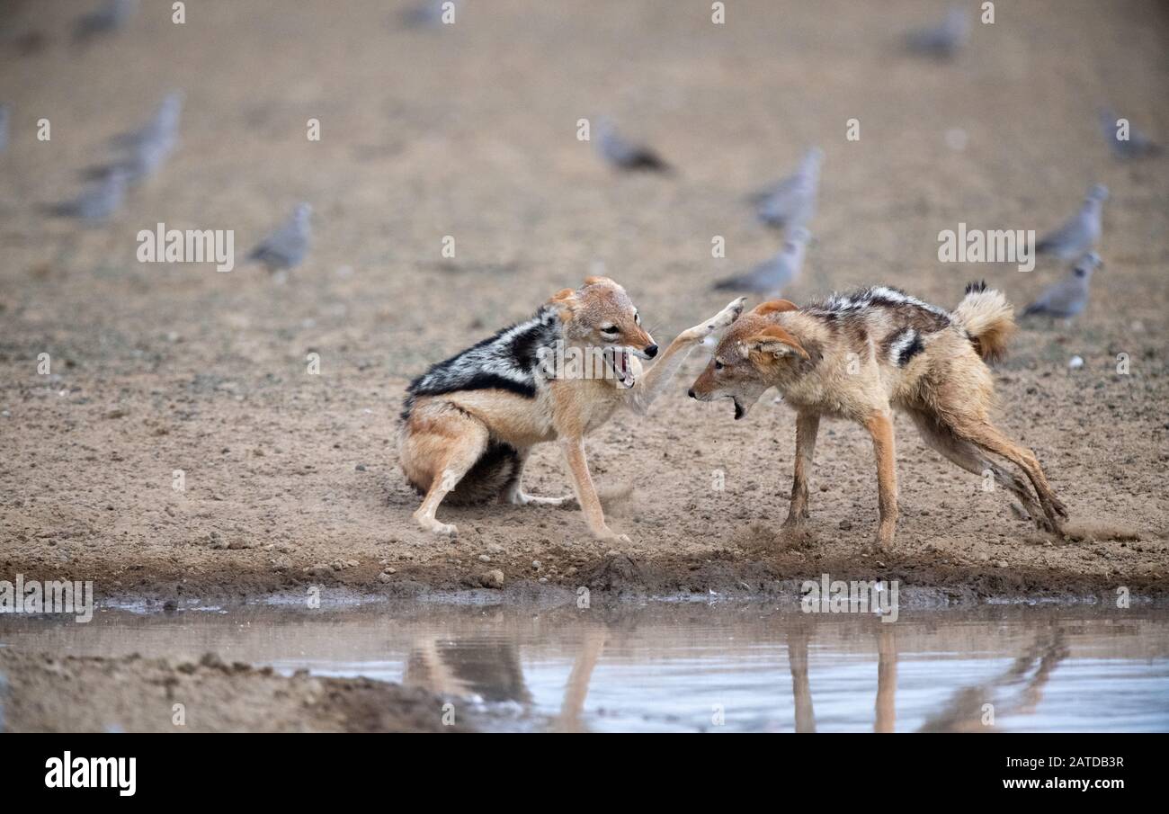 Deux jackals de dos noir qui combattent par un trou d'eau, l'Afrique du Sud Banque D'Images