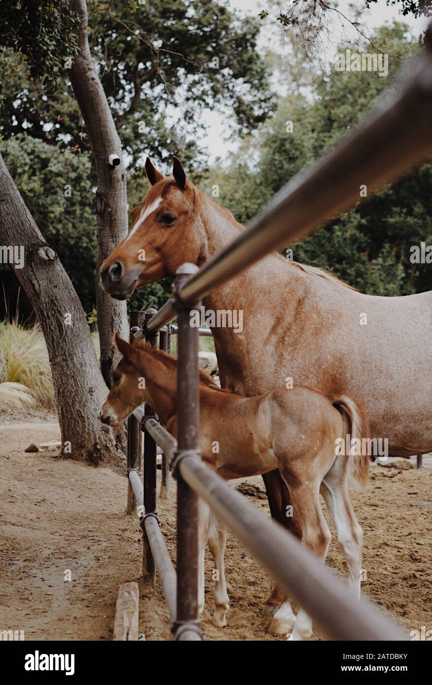 Cheval féminin debout avec son ennemi, Californie, États-Unis Banque D'Images