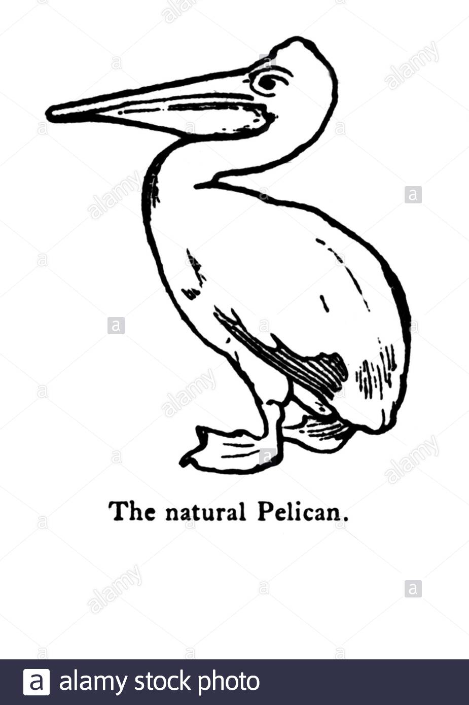 Pelican, illustration ancienne de 1900 Banque D'Images