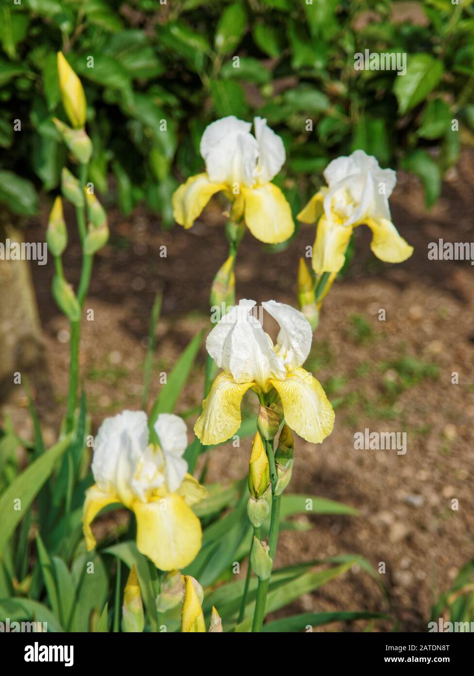 Iris blanc et jaune dans le jardin de la cuisine Banque D'Images