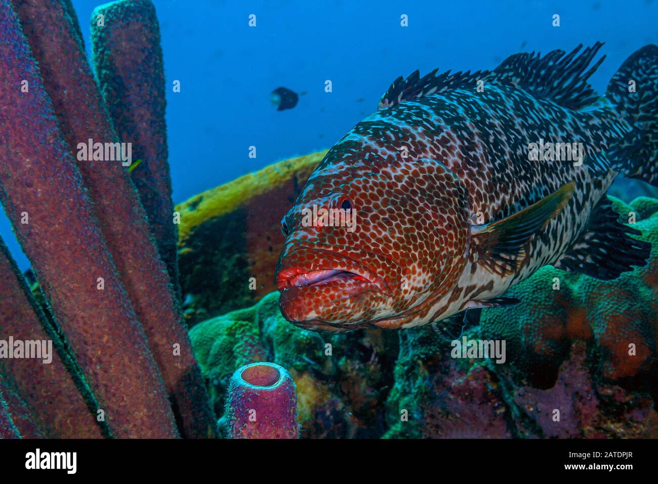 Récif de corail des Caraïbes au large de la côte de l'île de Bonaire, mérou de tigre, Mycteroperca tigris Banque D'Images