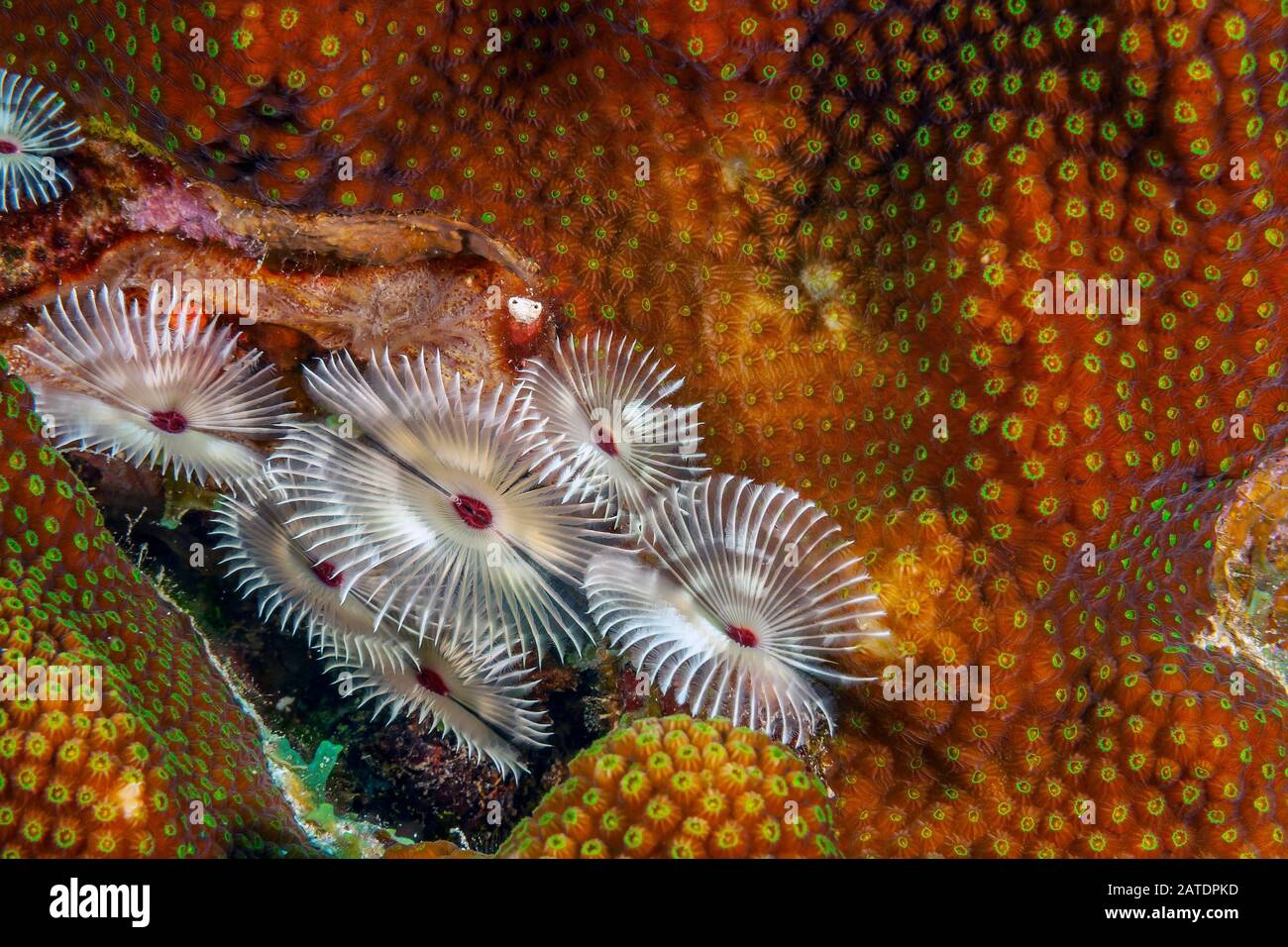 Récif de corail des Caraïbes au large de la côte de l'île de Bonaire,Schizobranchia insignis est un ver de plume marine duster. Il peut être connu sous le nom de s Banque D'Images