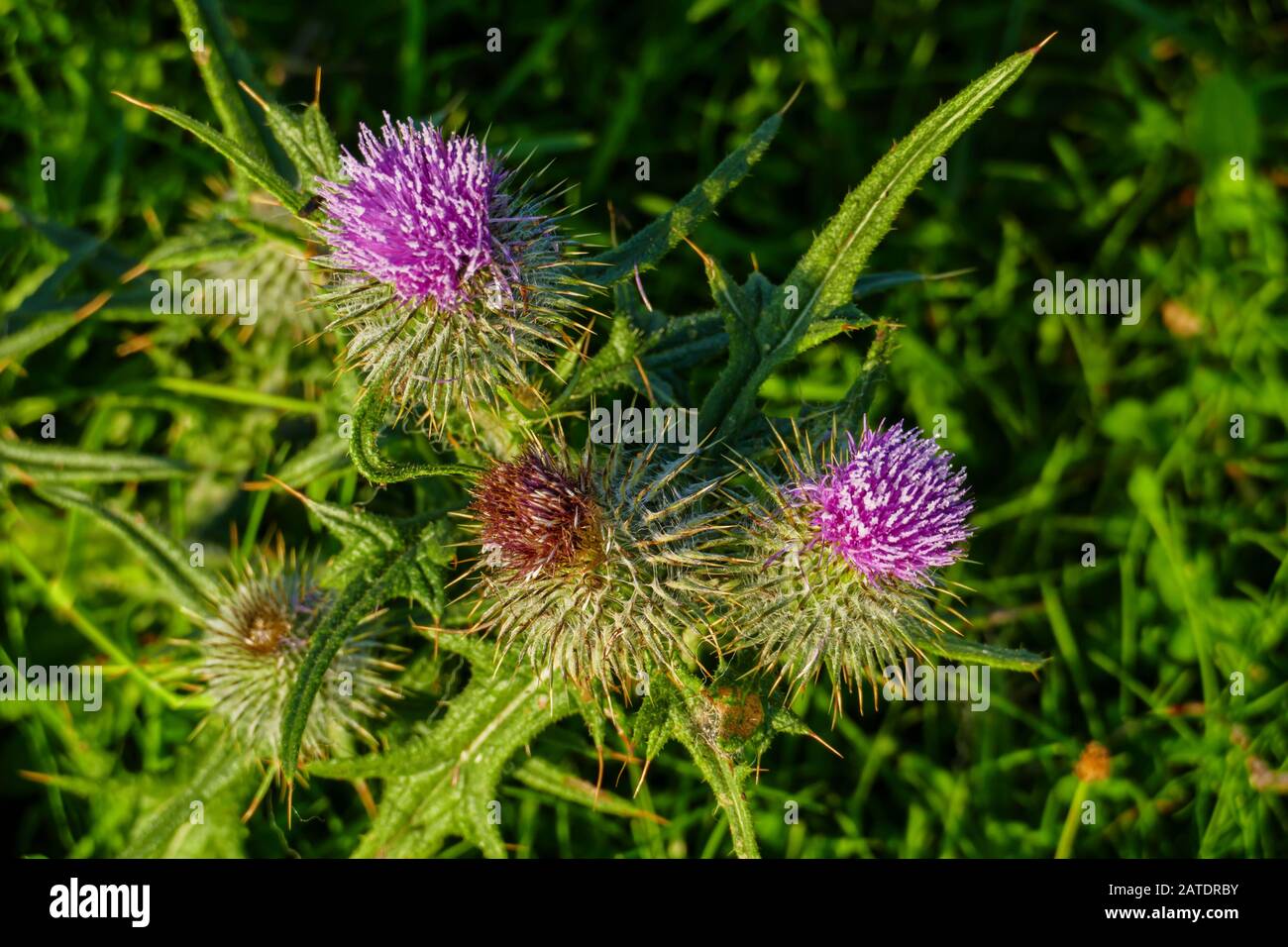 Schottische Distel, Blüte à Lila in den Highlands von Schottland Banque D'Images