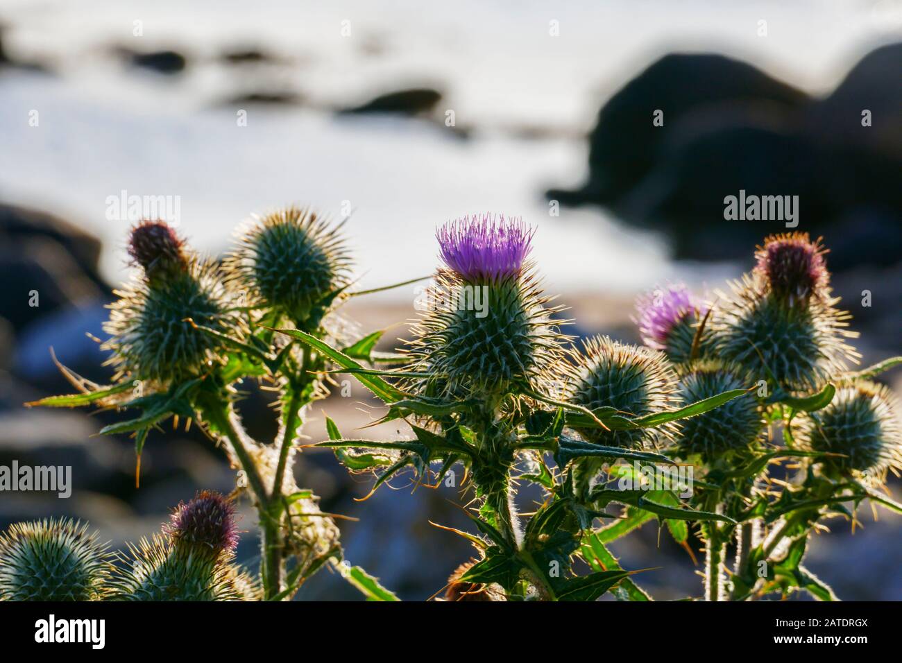 Schottische Distel, Blüte à Lila in den Highlands von Schottland Banque D'Images