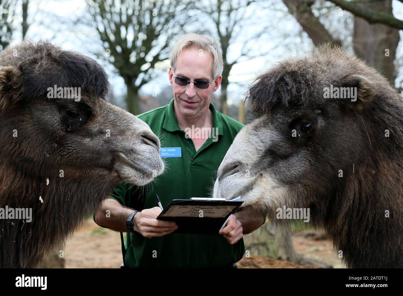 Stocktake Annuel Au Zoo De Londres Zsl 2020 Avec: Bactrian Chamels Où: Londres, Royaume-Uni Quand: 02 Jan 2020 Crédit: Mario Mitsis/Wenn.com Banque D'Images