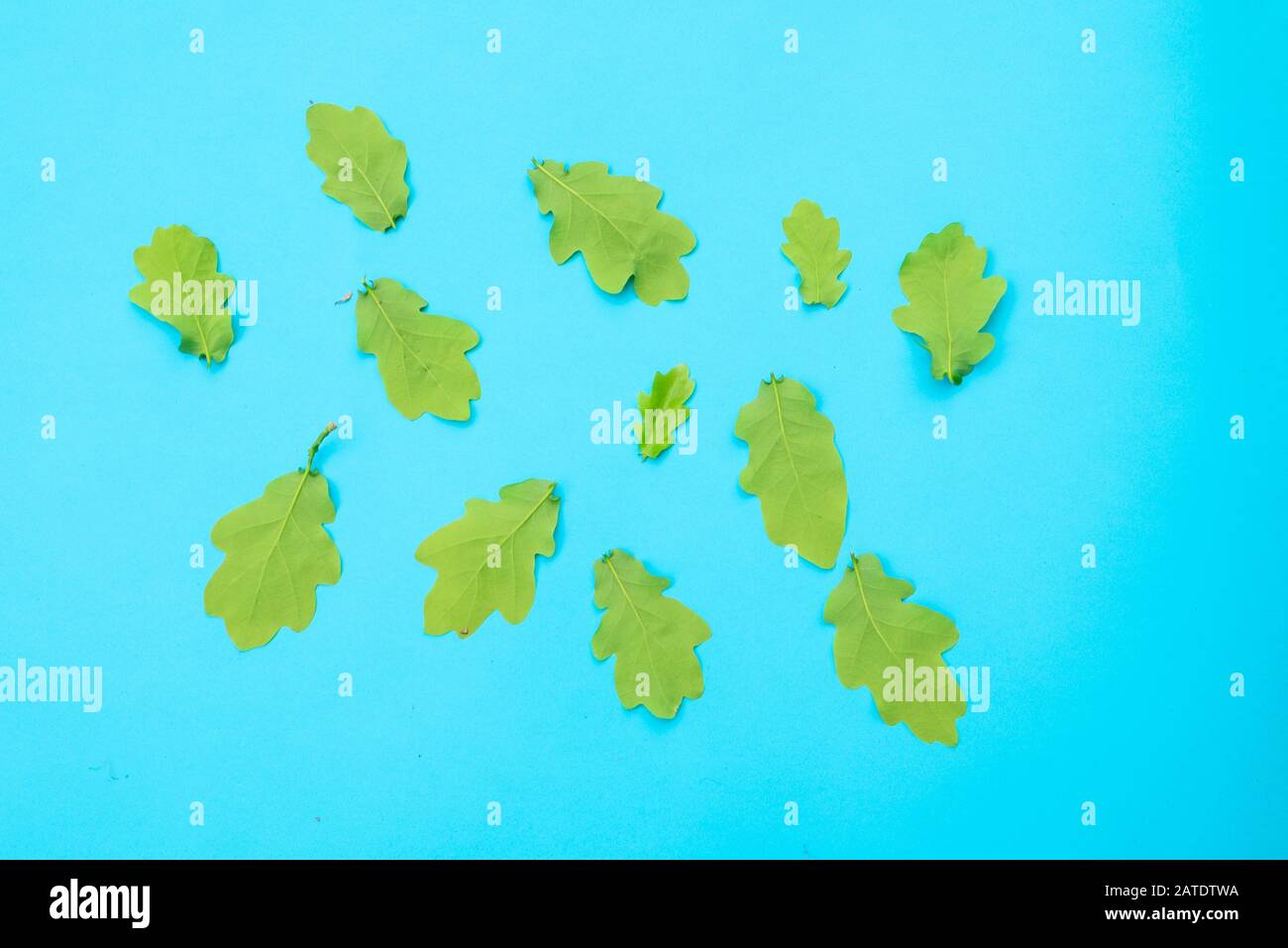 Feuilles de chêne individuelles sur fond bleu. Haut des feuilles Banque D'Images