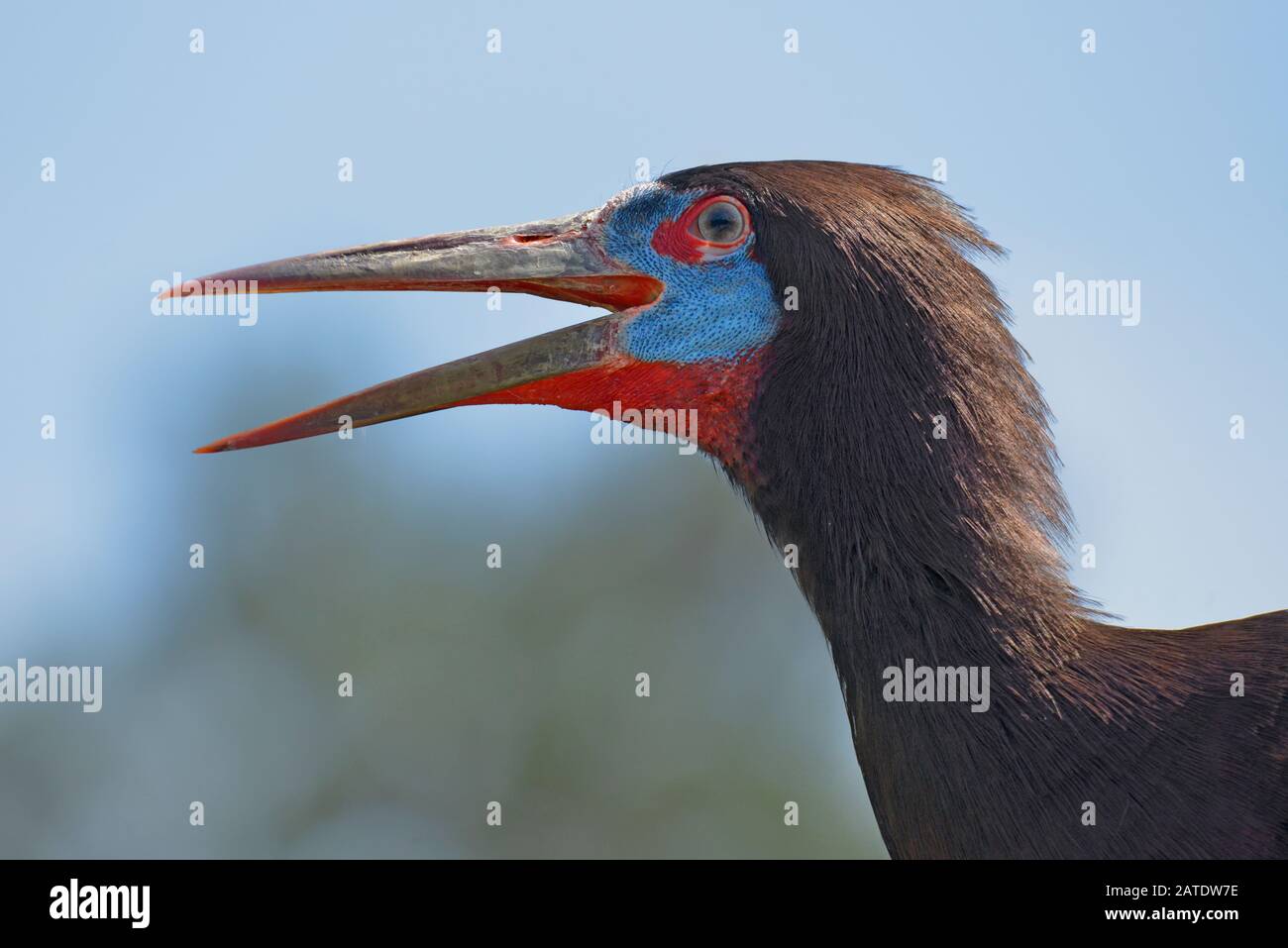 Portrait de Stork à ventre blanc (Ciconia abdimii) vu du bec ouvert profil Banque D'Images