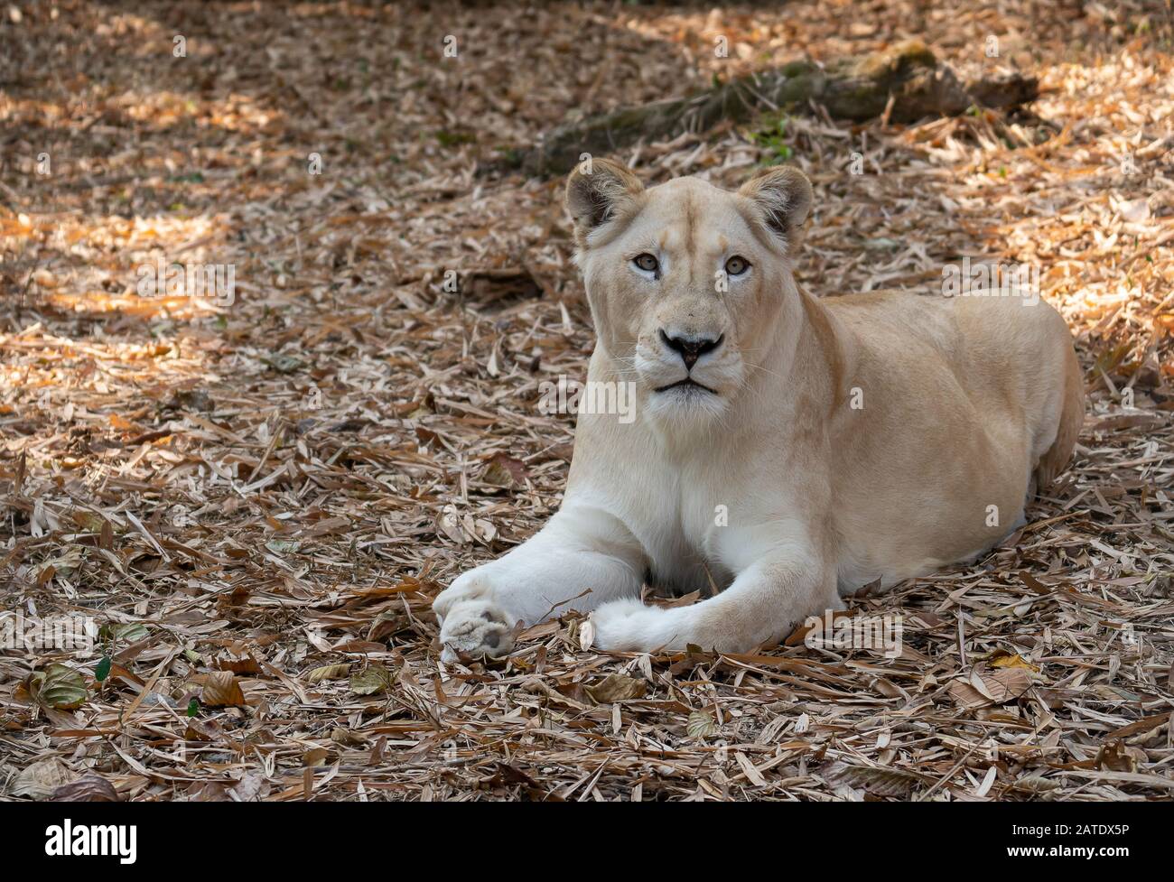 le lion féminin africain se détend et se couche sur le sol Banque D'Images