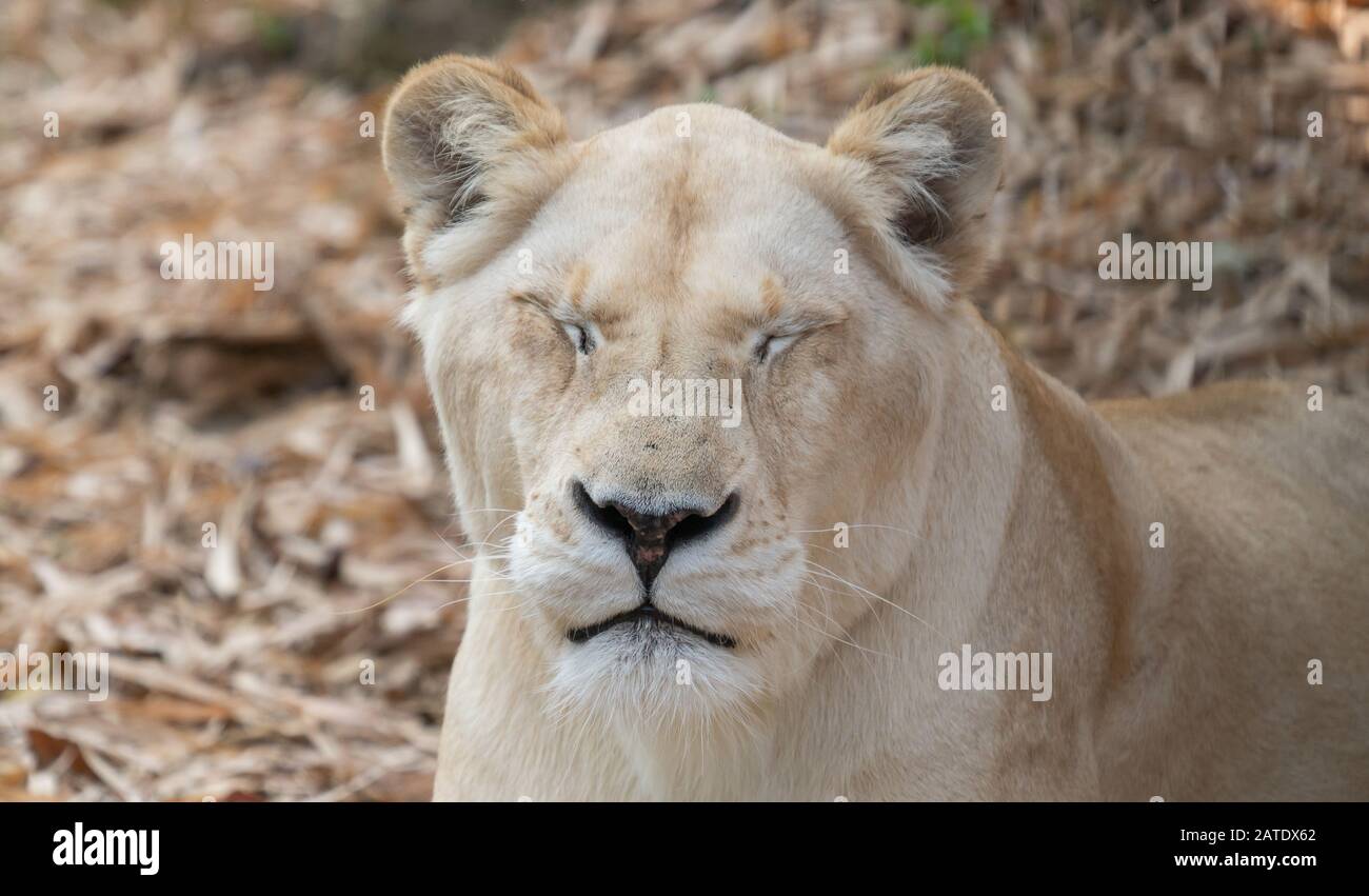 le lion féminin africain se détend et se couche sur le sol Banque D'Images