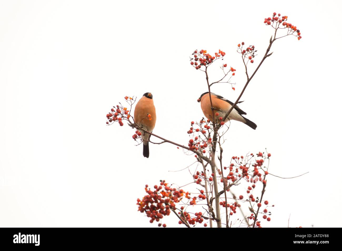 Jolie bouée eurasienne colorée qui mange des baies rouges de cendres de montagne. Banque D'Images