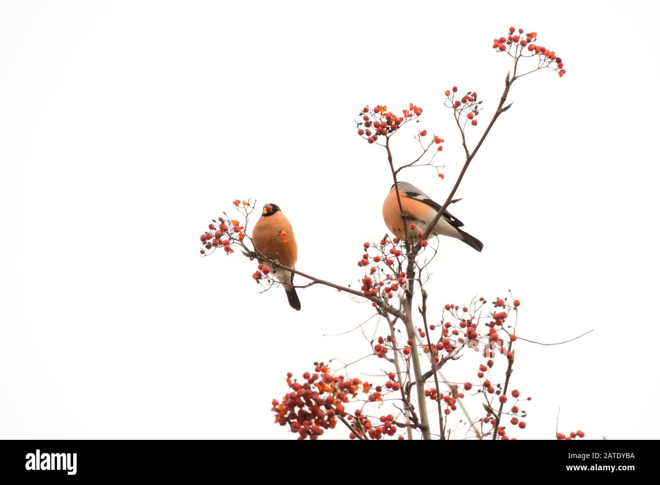 Jolie bouée eurasienne colorée qui mange des baies rouges de cendres de montagne. Banque D'Images