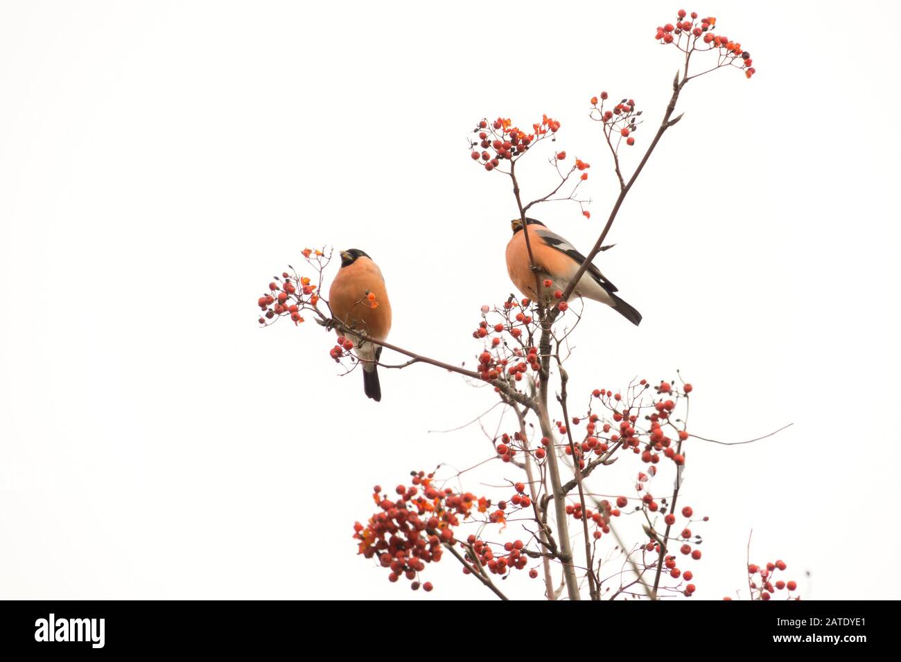 Jolie bouée eurasienne colorée qui mange des baies rouges de cendres de montagne. Banque D'Images