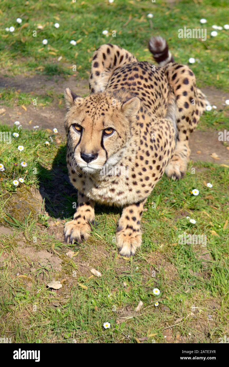 Gros plan Cheetah africain (Acinonyx jubatus) allongé sur le sol vu de l'avant Banque D'Images
