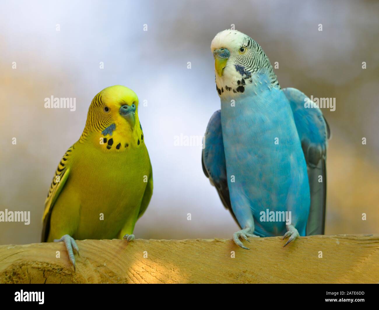 Deux bourgeons (Melopsittacus undulatus) perchés et vus de l'avant Banque D'Images