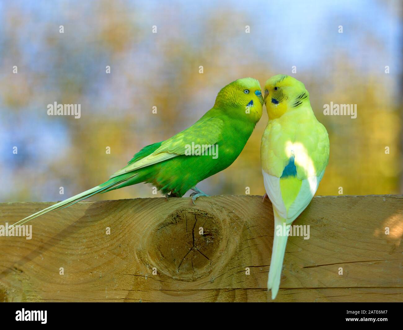 Deux bourgeons (Melopsittacus undulatus) perchés et vus de profil face à face Banque D'Images